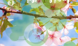 Festa das Flores – Primavera