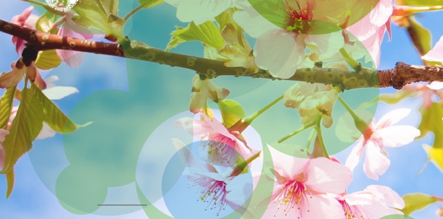 Festa das Flores – Primavera